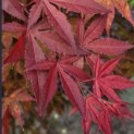 Acer palmatum 'Atropurpureum' - Foto 6