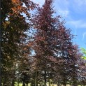 Fagus sylvatica 'Atropunicea' - Foto 2