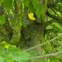 Carpinus betulus 'Fastigiata' (Frans Fontaine) - 1