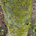 Carpinus betulus 'Fastigiata' (Frans Fontaine) - 2