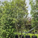 Quercus ilex - 1