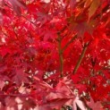 #652 Acer palmatum 'Osakazuki Japanischer Ahorn 'Osakazuki