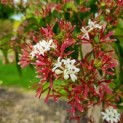 Heptacodium miconioides - Foto 4