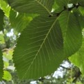 Ulmus 'Camperdownii' - Foto 3