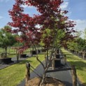 Acer palmatum 'Bloodgood' - 1