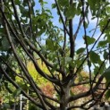 Prunus domestica 'Reine Claude d'Oullins' - 4