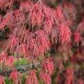 Acer palmatum 'Garnet' - herfst