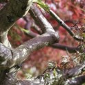 Acer palmatum 'Garnet' - 1