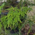 Acer palmatum 'Emerald Lace' - 8