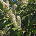 Prunus laurocerasus 'Rotundifolia' - Foto 2
