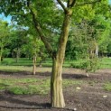 Carpinus betulus - Foto 1
