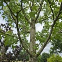 Liquidambar styraciflua 'Stared' - 4