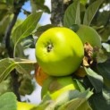 Malus domestica 'Jacques Lebel' - Foto 1