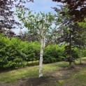 Betulus utilis Doorenbos (Jacquemontii) - mei 2026