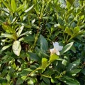 Rhododendron 'Cunningham's White' - 1