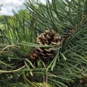 Pinus nigra Oregon Green - Foto 7