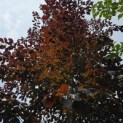 Fagus sylvatica 'Atropunicea' - Foto 2