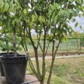 Acer carpinifolum - 6