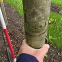 Malus domestica 'Notarisappel' - Foto 4