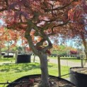 Acer palmatum 'Dissectum' - Foto 5