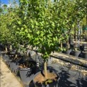 Prunus domestica 'Opal' - Foto 1