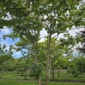 Catalpa erubescens 'Purpurea' - Foto 6