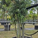 Quercus ilex - 2