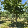 Parrotia persica - 5
