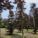 Fagus sylvatica 'Atropunicea' - Foto 1
