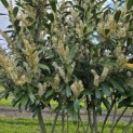 Prunus laurocerasus 'Caucasica' - Foto 6