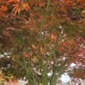 Acer palmatum 'Sumi-Nagashi' - Foto 1