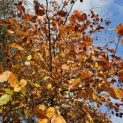 Fagus sylvatica 'Atropunicea' - november 2025