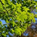 Acer campestre - Foto 5