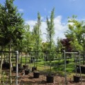 Laburnum Yellow Rocket - 499 links op de foto.  500 rechts.