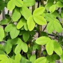 Laburnum Yellow Rocket - blad in mei