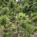 Pinus nigra Oregon Green - 4