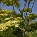 Cornus nuttallii (Venus) - 7