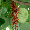 Idesia Polycarpa - Afbeelding bessen