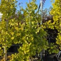 Ginkgo biloba fastigiata 'Blagon' - 1