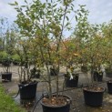 Amelanchier lamarckii - Foto 6