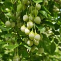 Styrax japonicus - 7