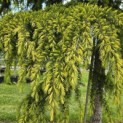 Cedrus deodara 'Aurea' - 6