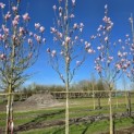 Magnolia 'Heaven Scent' - Foto 2