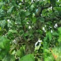 Corylus avellana 'Contorta' - Afbeelding 4