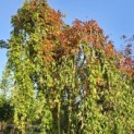 Acer palmatum 'Ryusen' - 2
