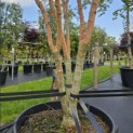 Acer palmatum 'Sangokaku' - Foto 1