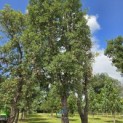 Quercus suber - 2
