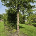 Taxus baccata dovastoniana 'Aurea Pendula' - 4