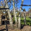 Amelanchier lamarckii - Foto 5