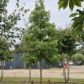 Liquidambar styraciflua - 1